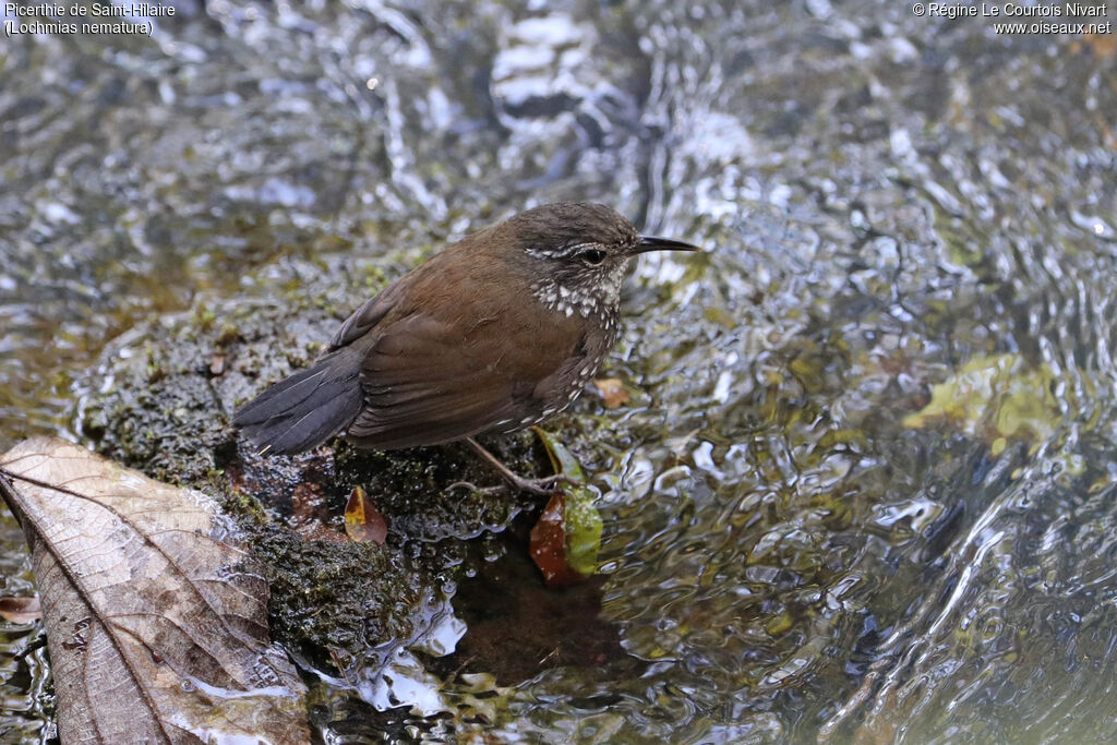 Sharp-tailed Streamcreeper