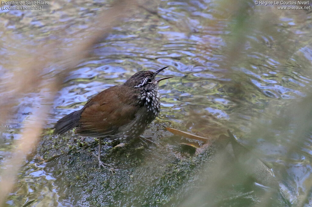 Sharp-tailed Streamcreeper