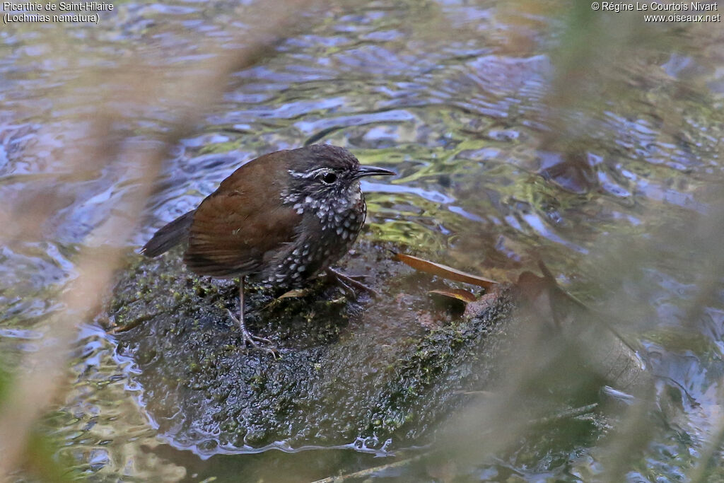 Sharp-tailed Streamcreeper
