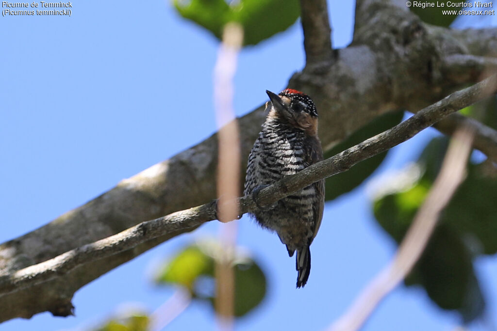 Ochre-collared Piculet