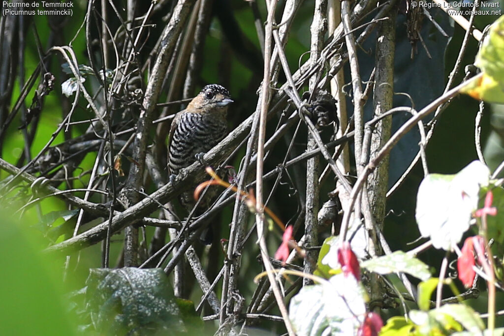 Ochre-collared Piculet