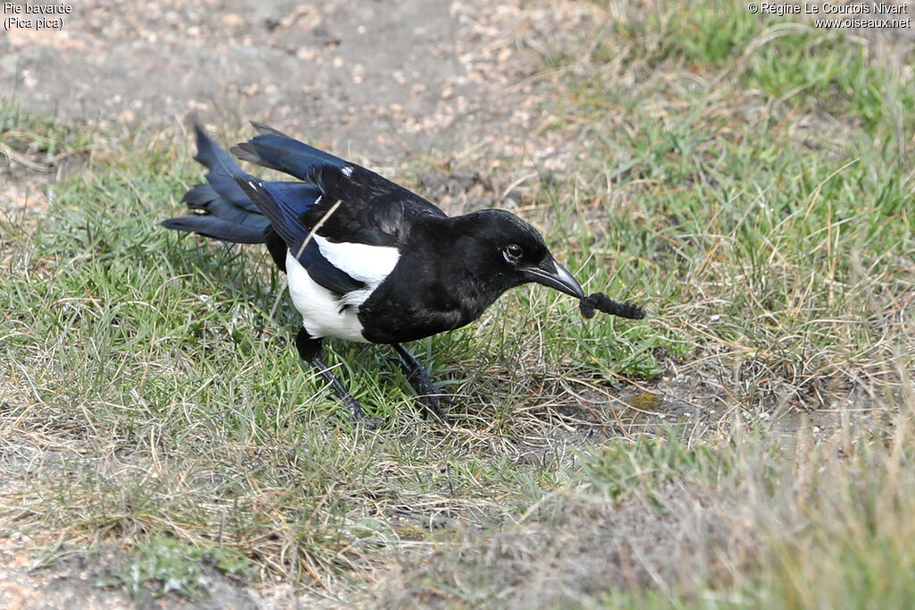 Pie bavarde, régime, pêche/chasse