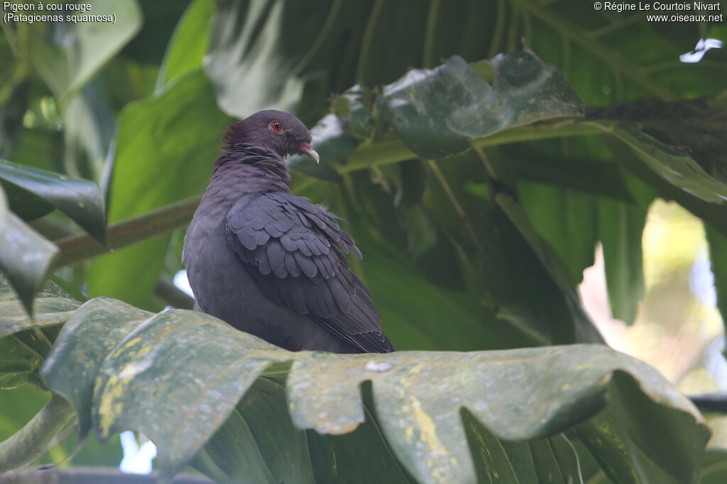 Scaly-naped Pigeon