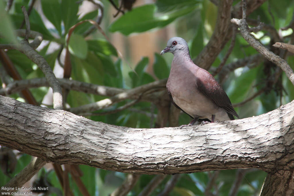 Malagasy Turtle Doveadult, habitat