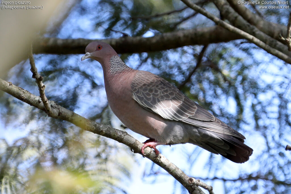 Pigeon picazuro