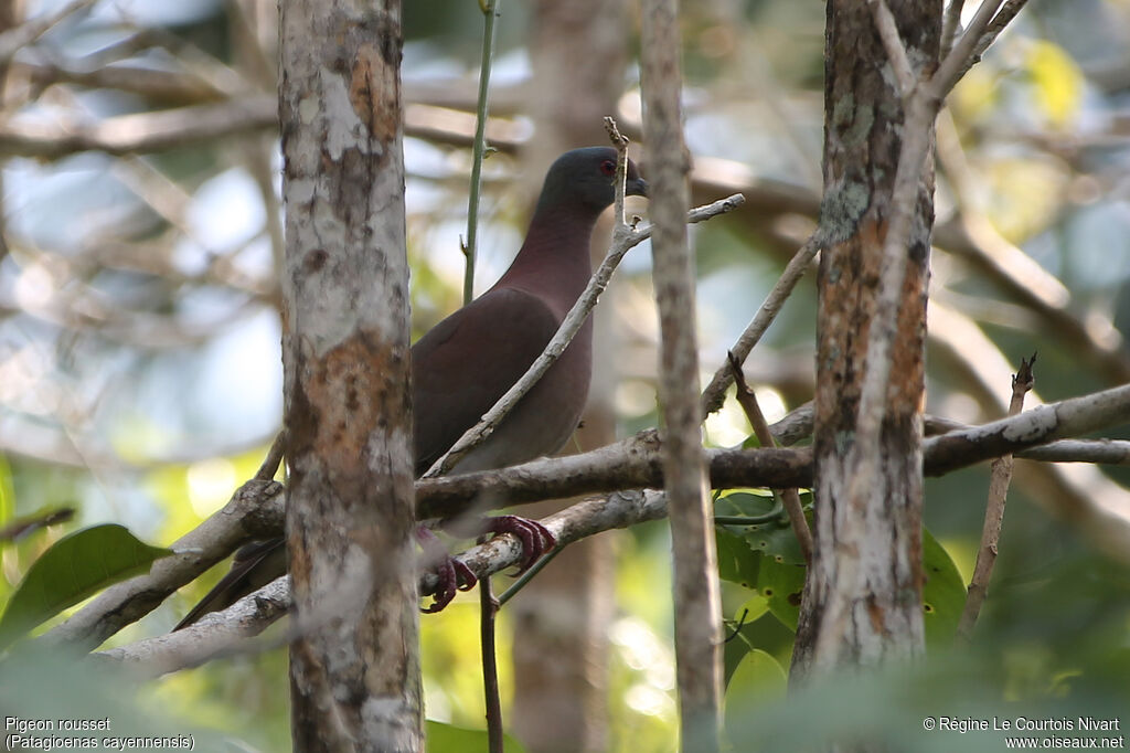 Pale-vented Pigeon