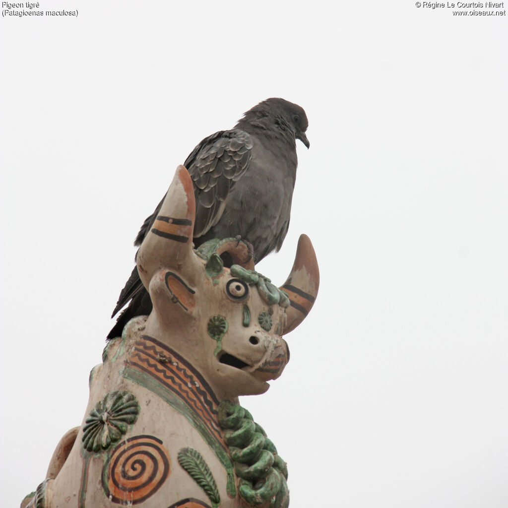 Spot-winged Pigeon