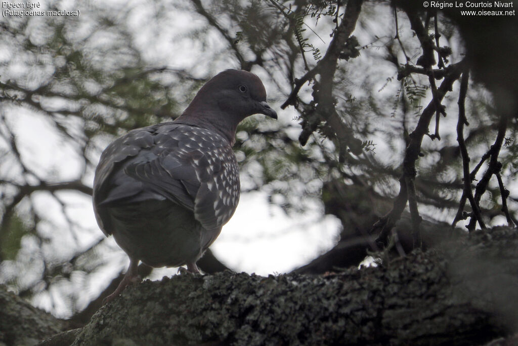 Pigeon tigré