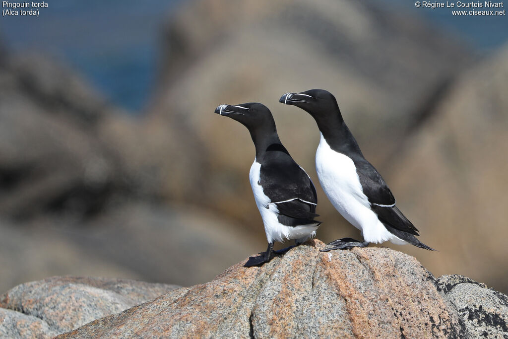 Pingouin torda