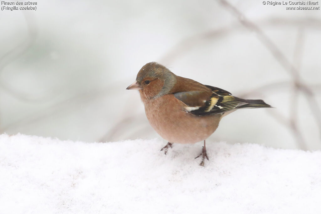 Pinson des arbres mâle