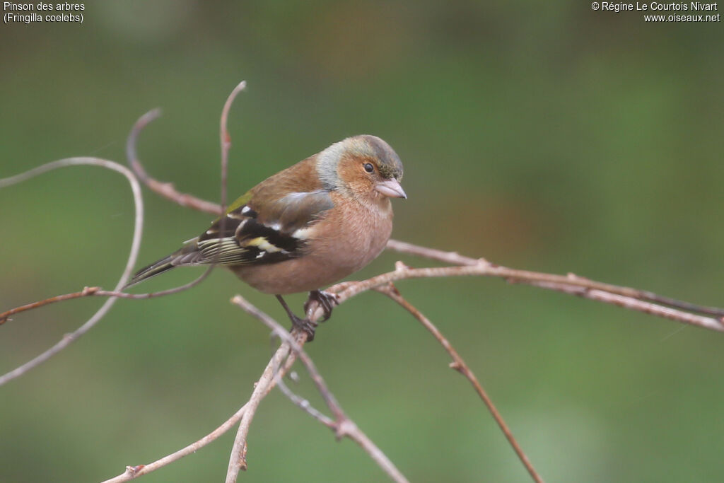 Pinson des arbres mâle