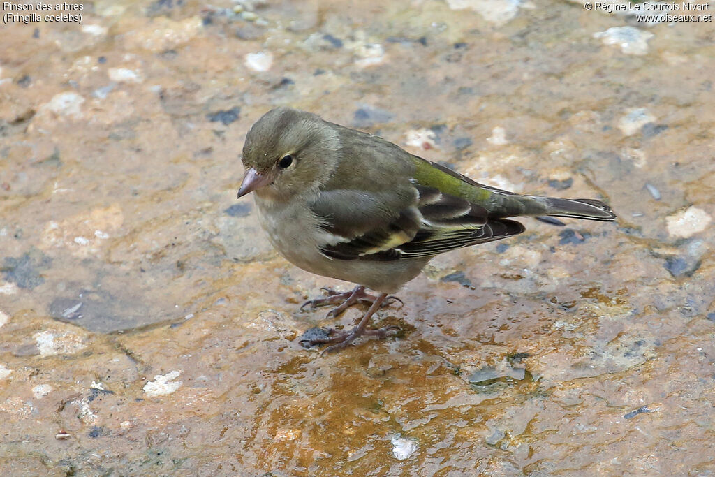 Pinson des arbres femelle