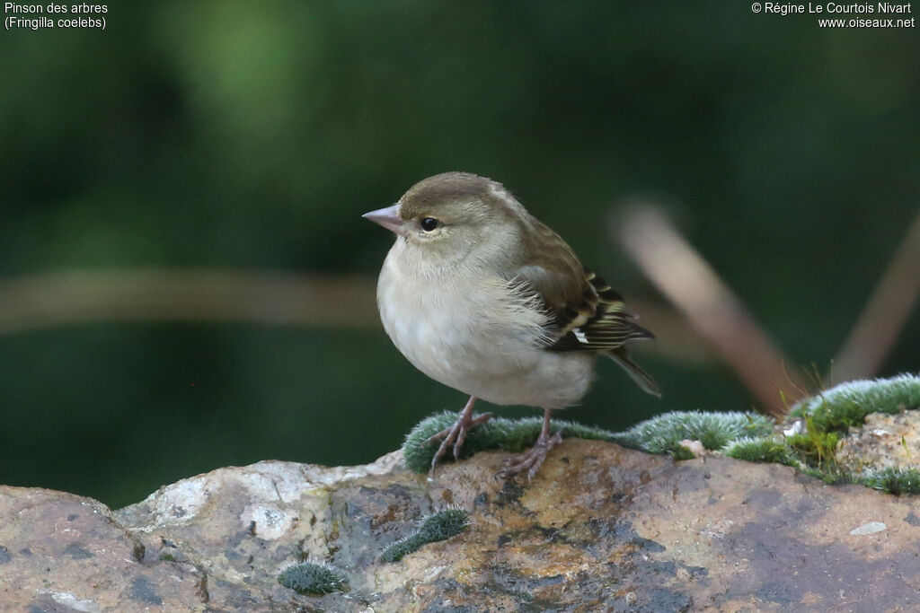 Pinson des arbres femelle