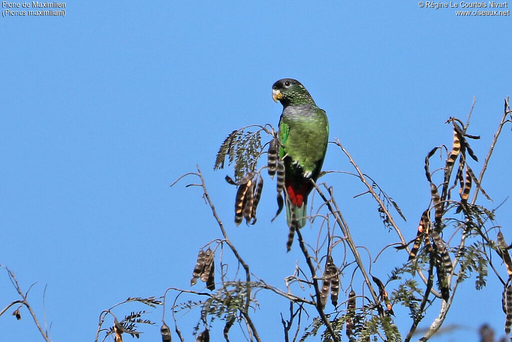 Scaly-headed Parrot