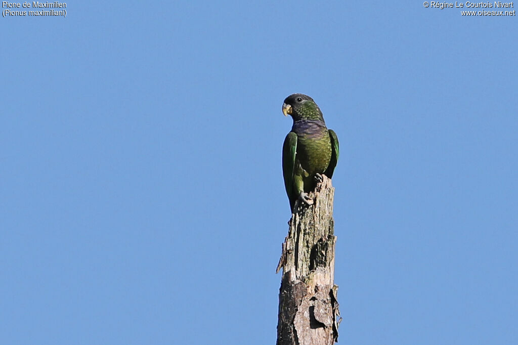 Scaly-headed Parrot