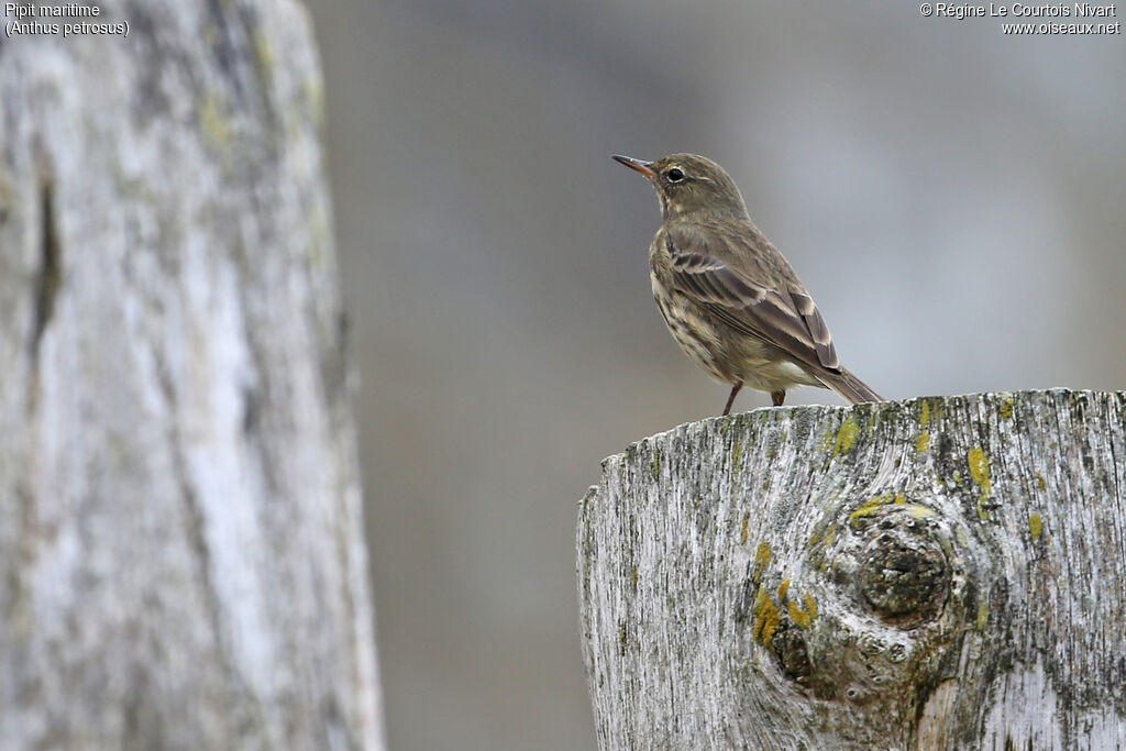 Pipit maritime