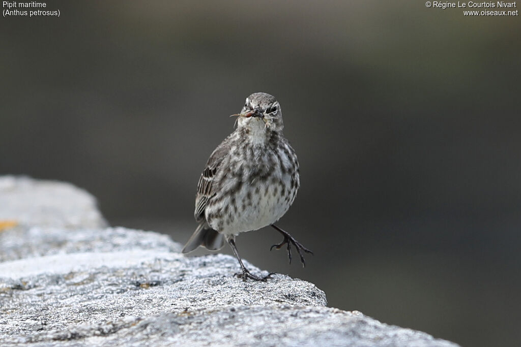 Pipit maritime
