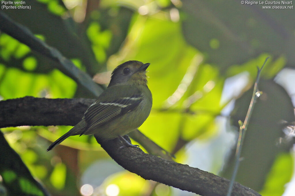 Wing-barred Piprites