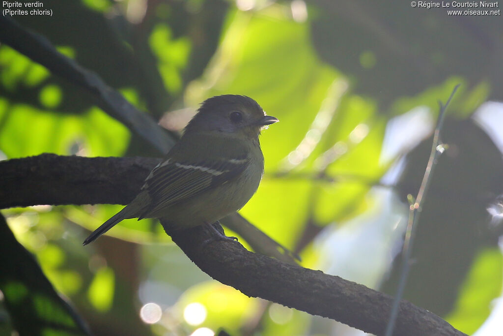 Wing-barred Piprites