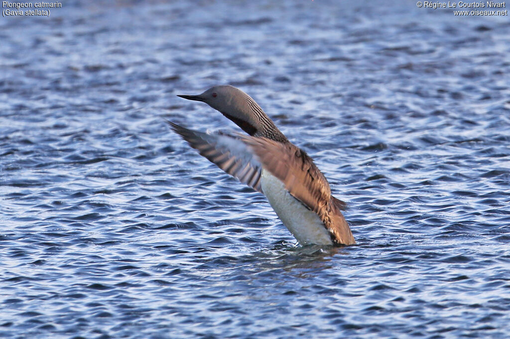 Plongeon catmarin