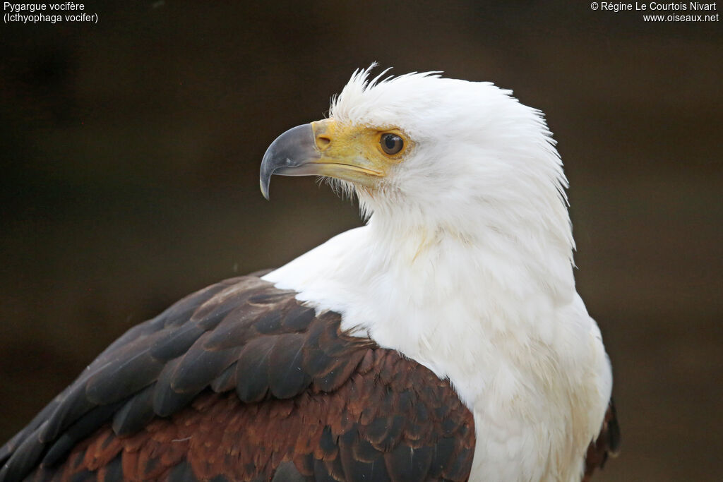 African Fish Eagle