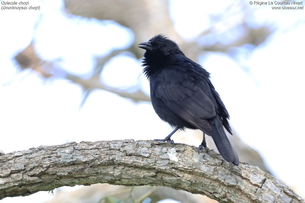 Quiscale chopi - Carouge chopi<br />