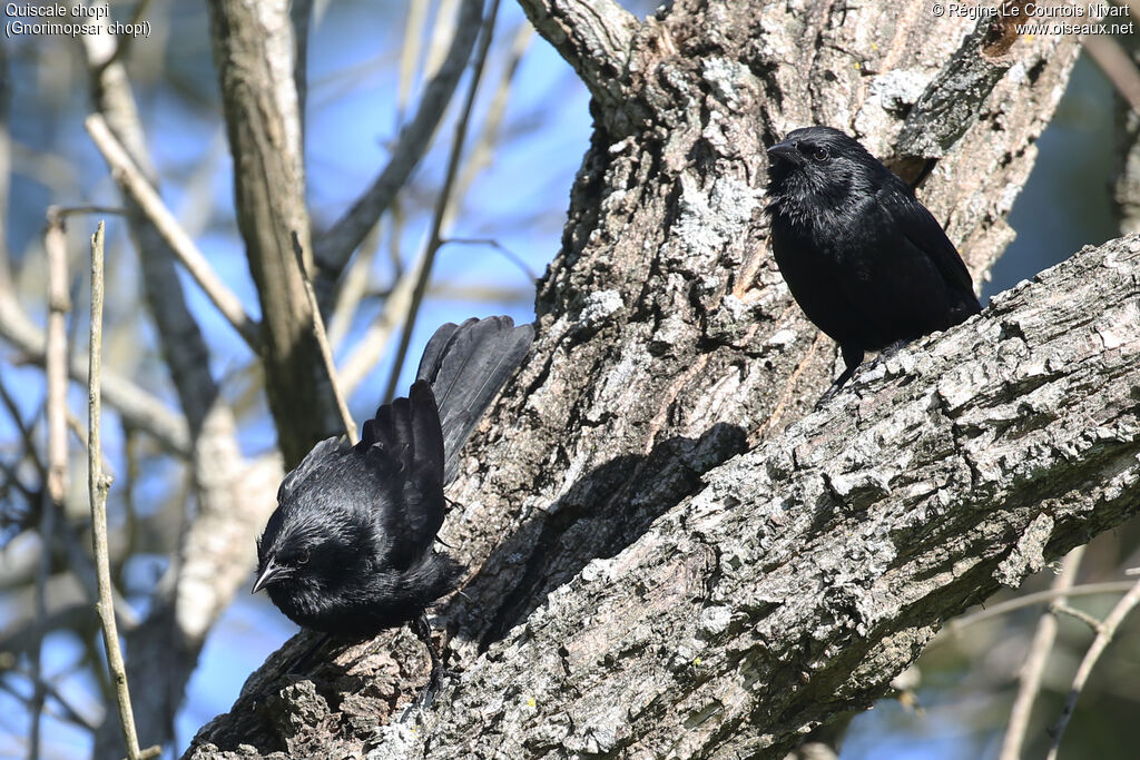 Quiscale chopi - Carouge chopi<br />