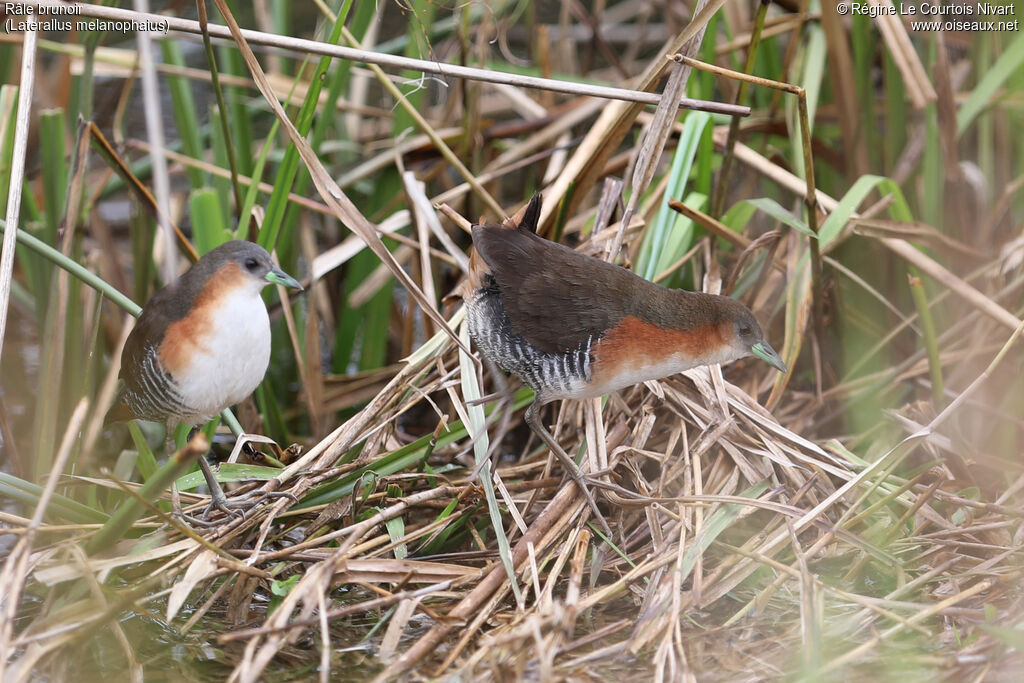 Râle brunoiradulte, habitat