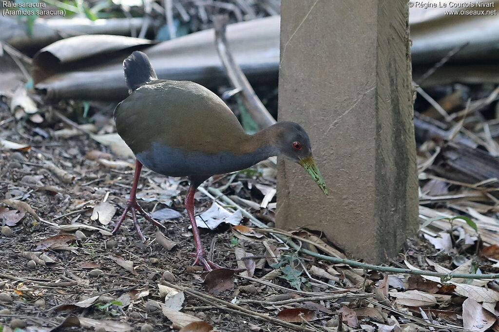 Slaty-breasted Wood Rail