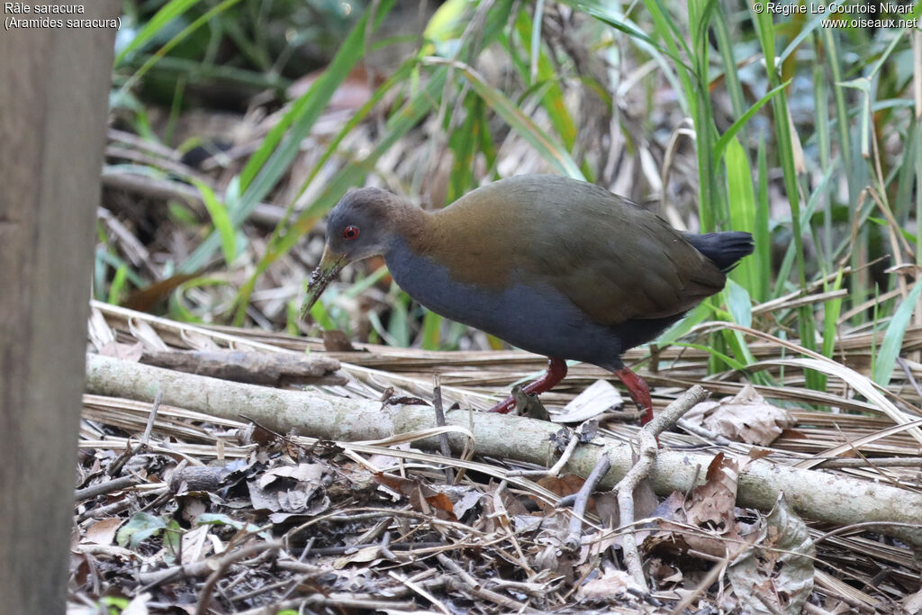 Slaty-breasted Wood Rail