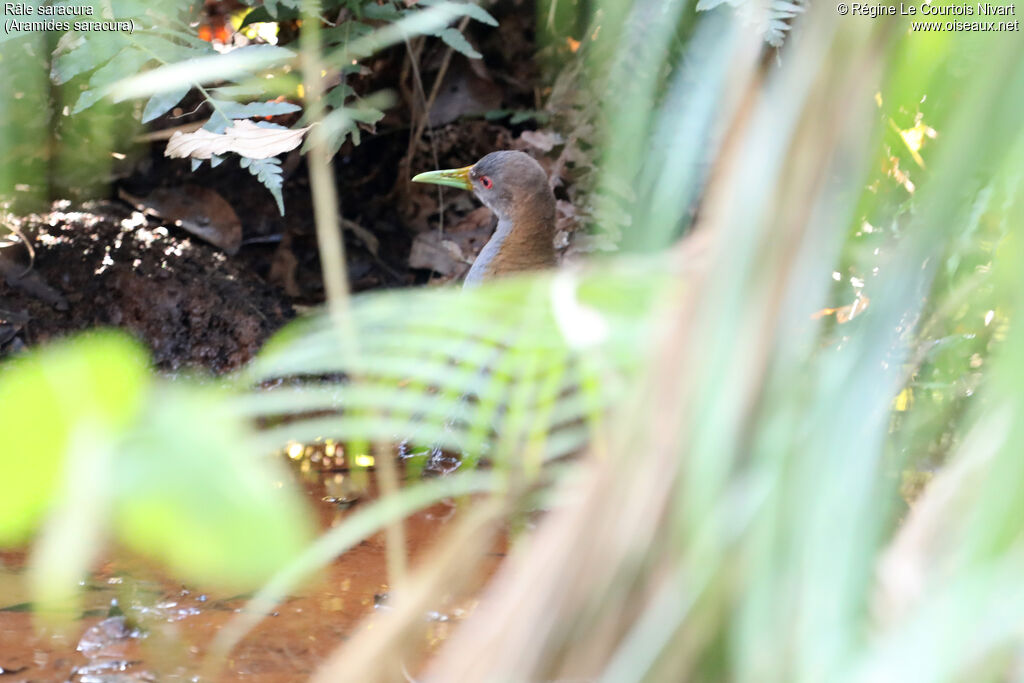 Slaty-breasted Wood Rail