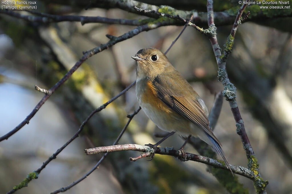 Robin à flancs roux