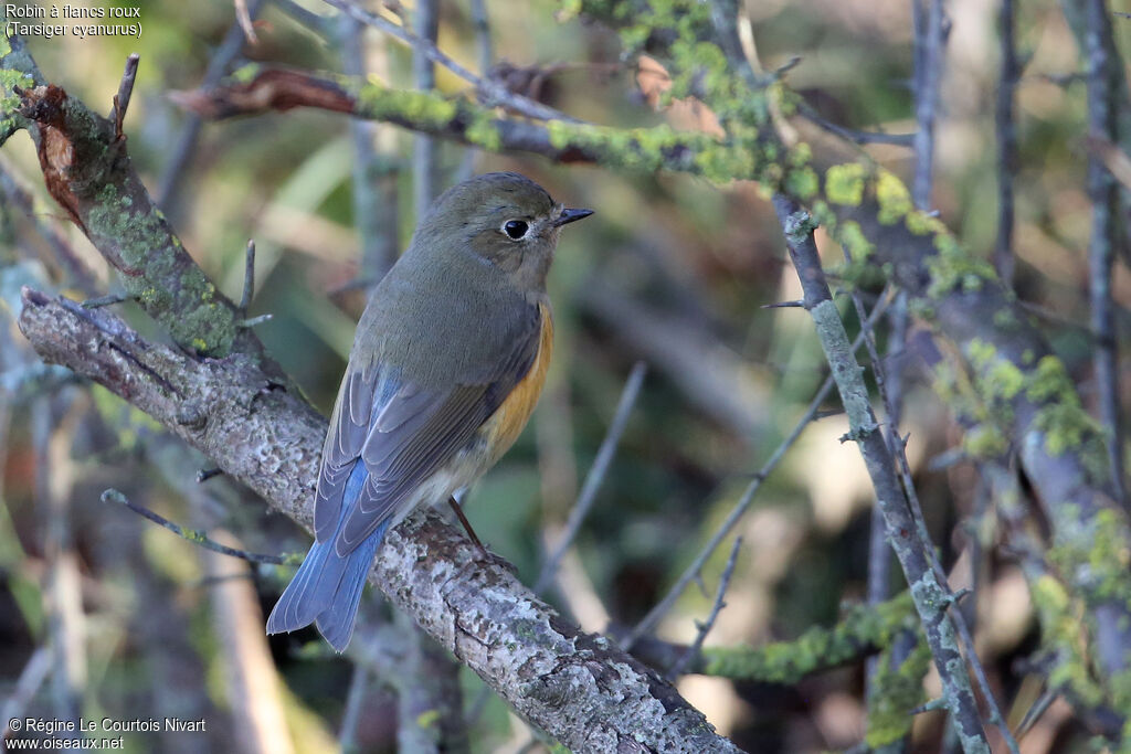 Robin à flancs roux
