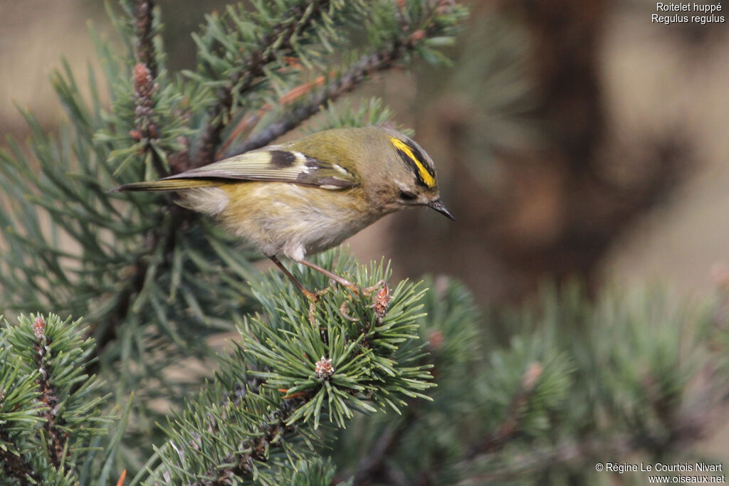 Goldcrest