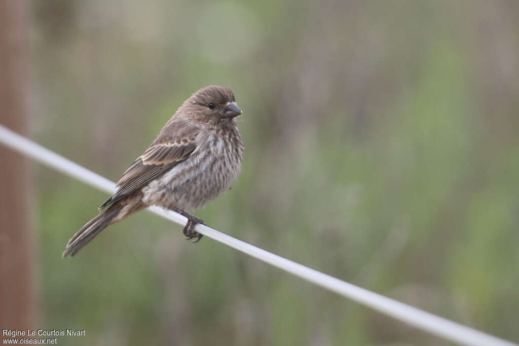 Roselin familier femelle, identification