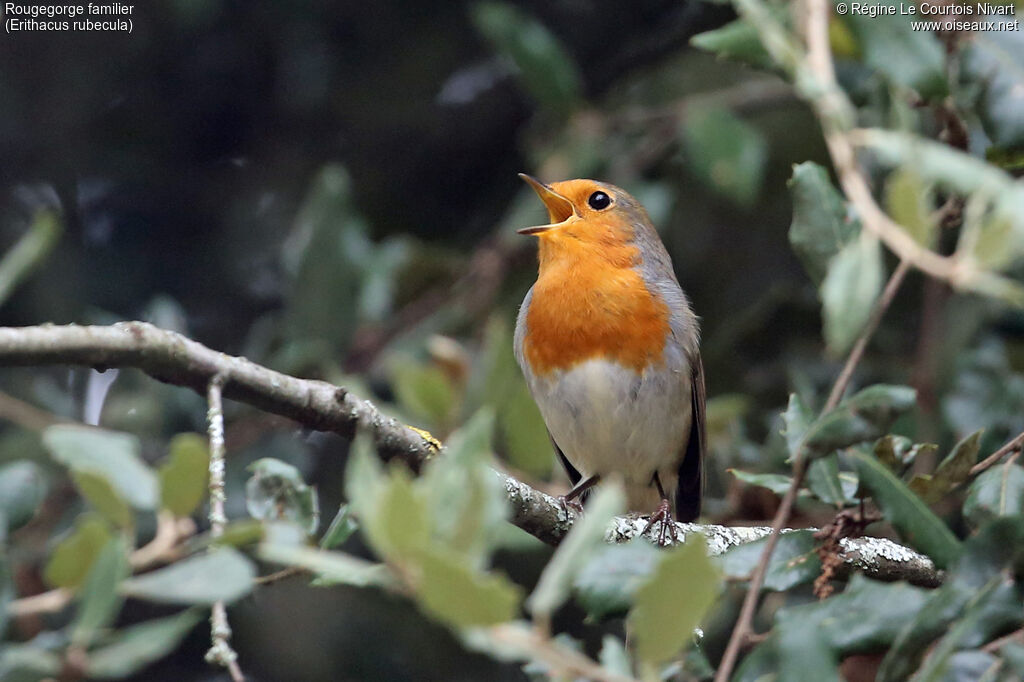 European Robin