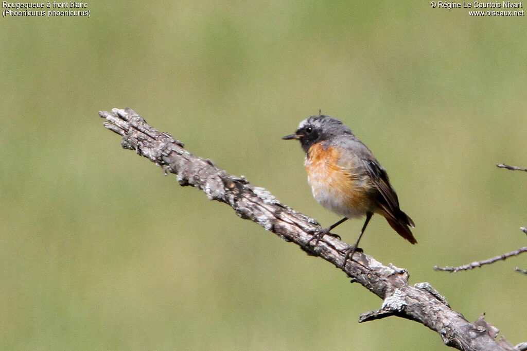Common Redstart male