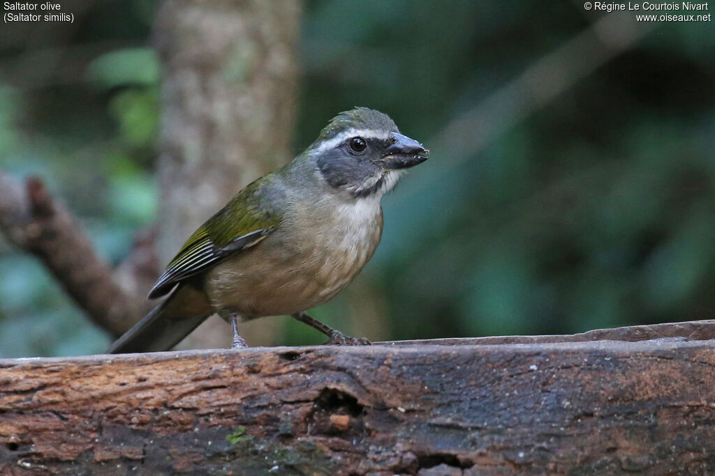 Green-winged Saltator