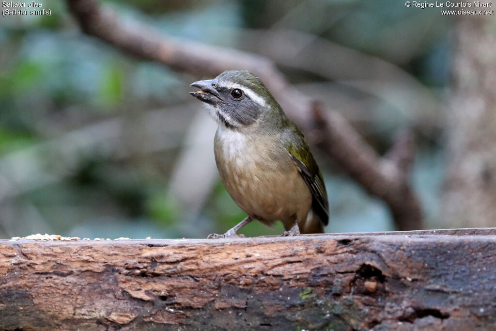 Green-winged Saltator