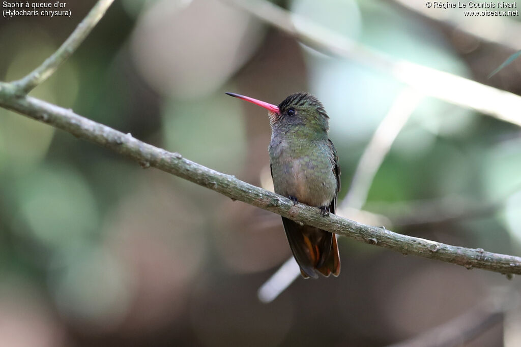 Saphir à queue d'or