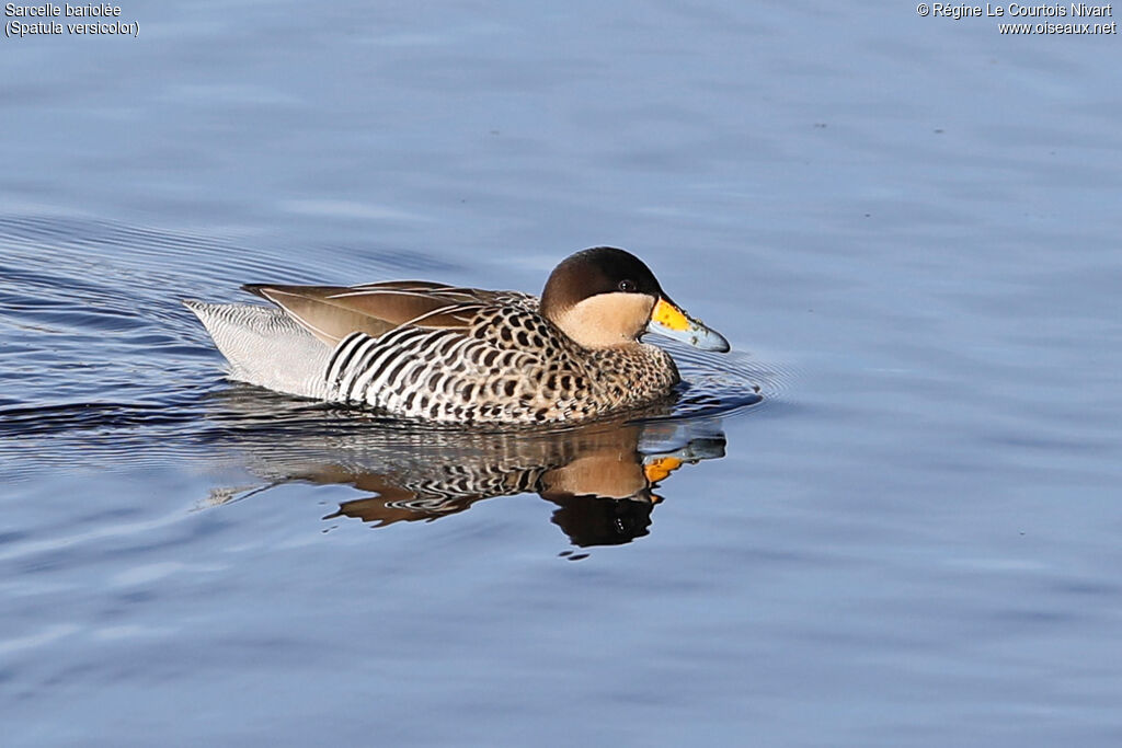 Silver Tealadult