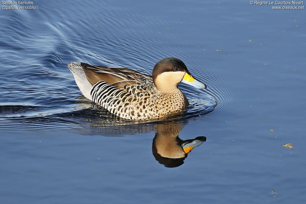 Silver Tealadult, identification