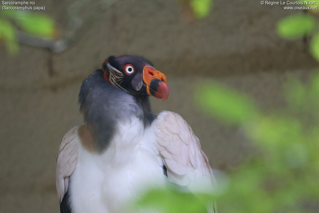 King Vulture