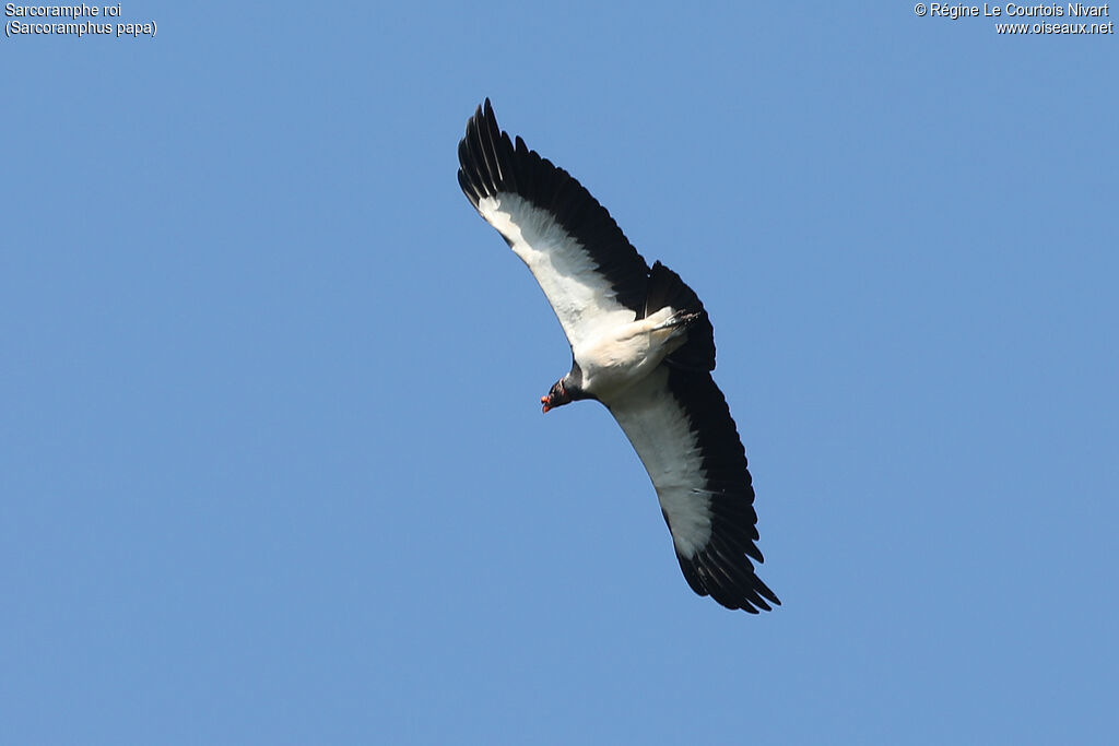 King Vulture