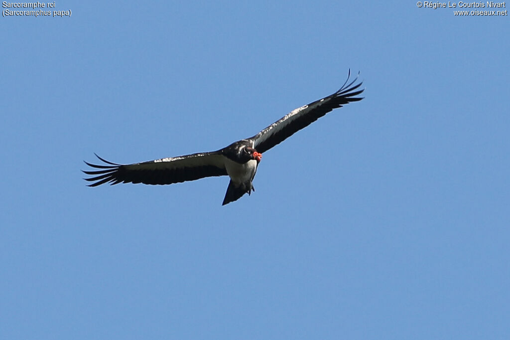 King Vulture