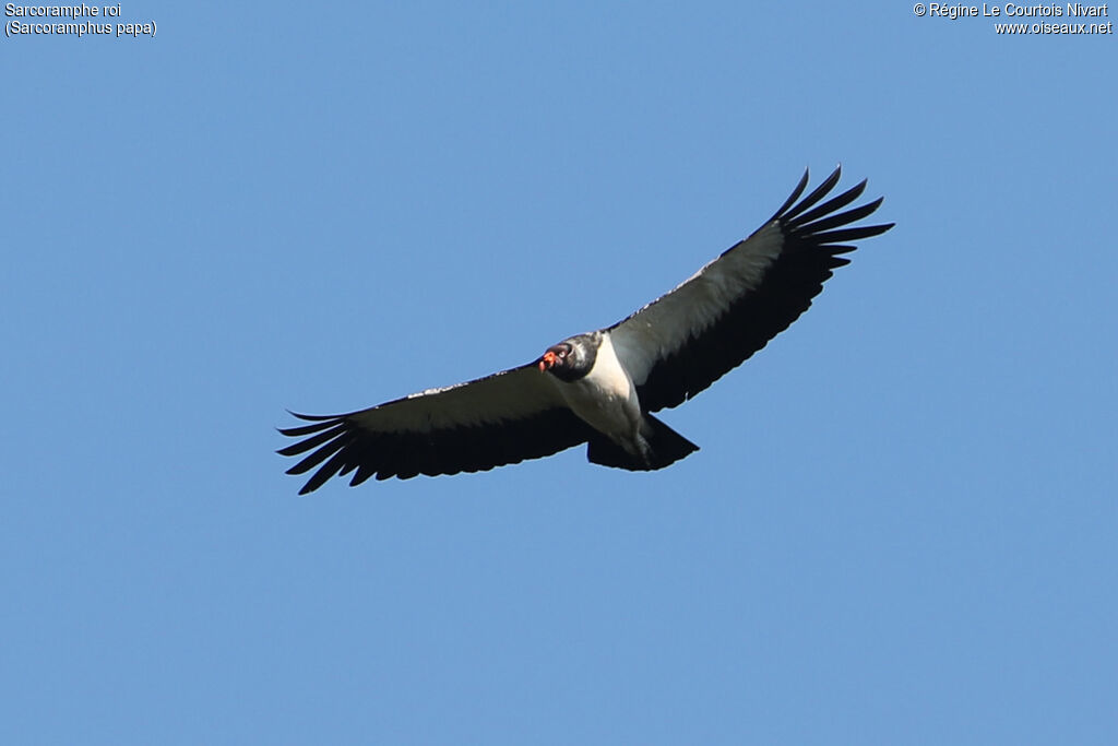 King Vulture