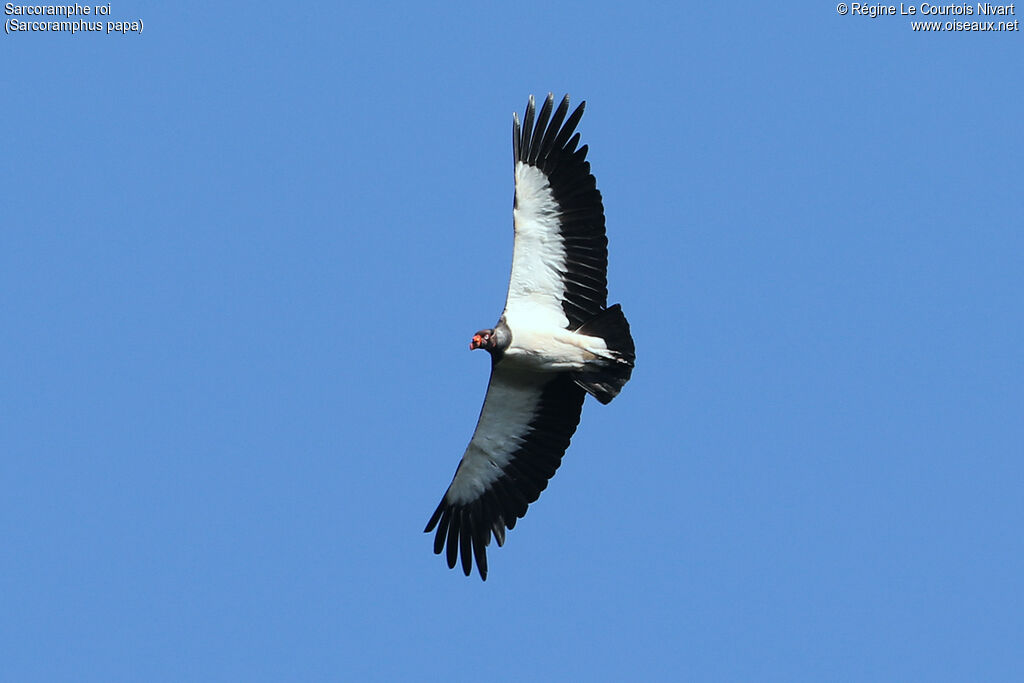 King Vulture