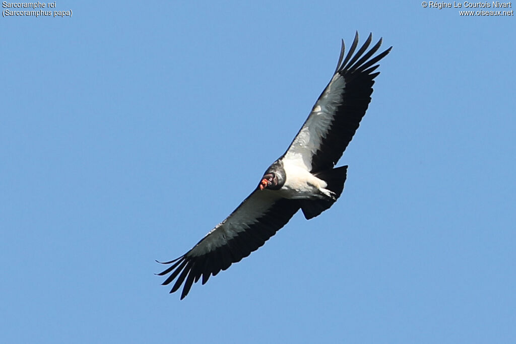 King Vulture