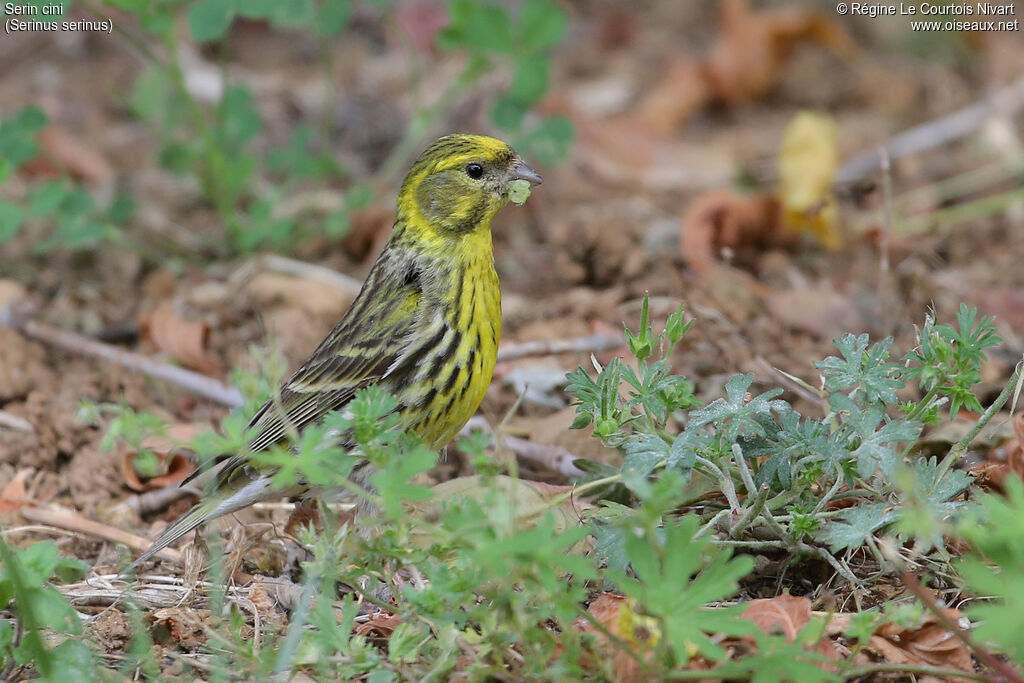 Serin cini