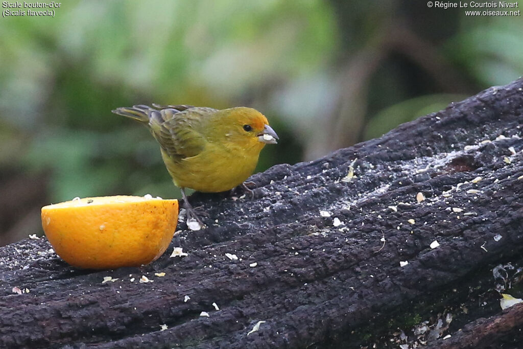 Saffron Finch male